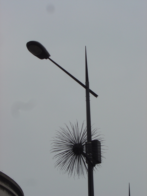 Thorny Latern